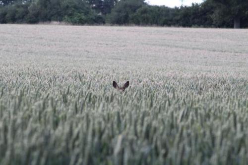 Fertile fields of the Valley