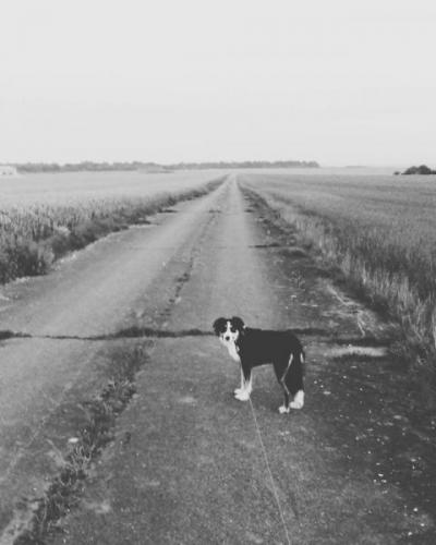 Tarrant Rushton Airfield picture